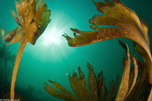 Brittany's kelp by Mathieu Foulquié 